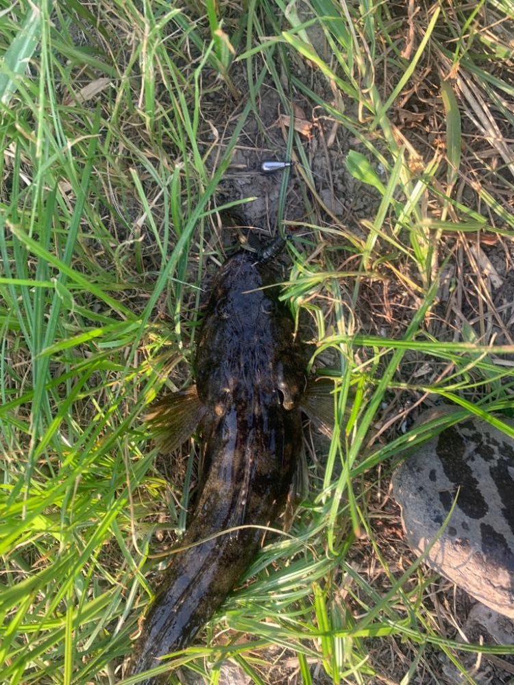 チニングならぬマゴチ大量