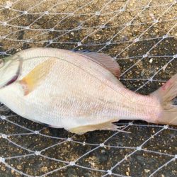 たまにはウキ釣りも良いですにゃぁと。