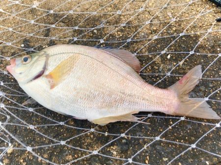 たまにはウキ釣りも良いですにゃぁと。
