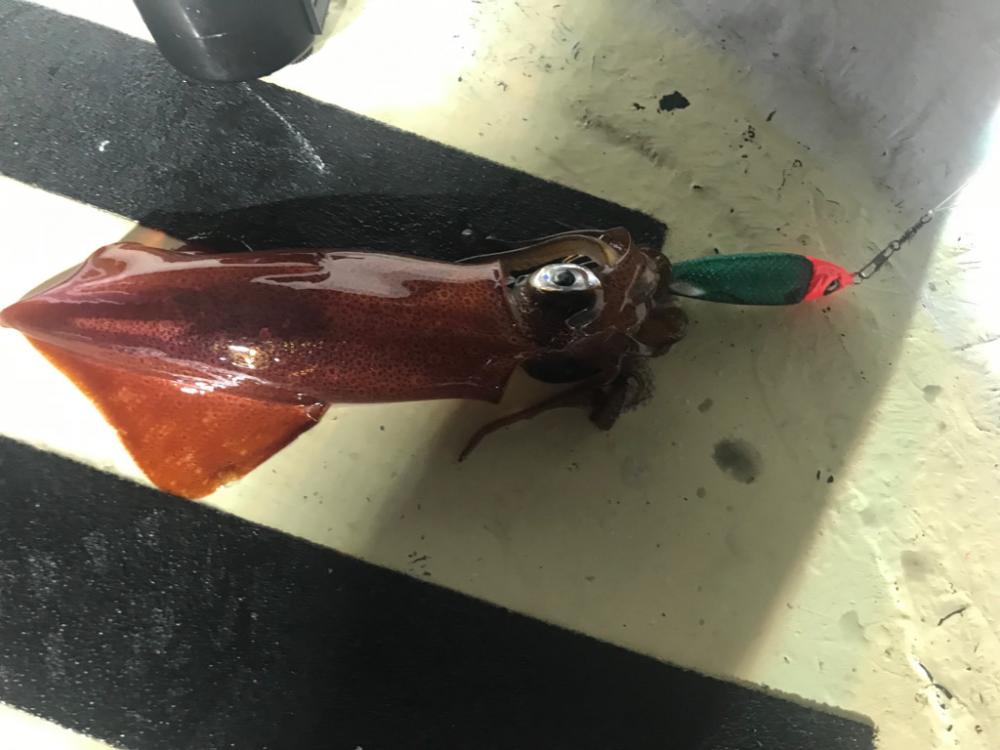 舞鶴のイカメタルゲーム