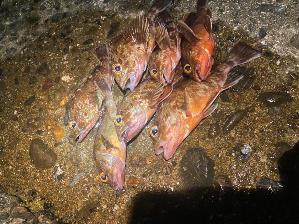 ガシラばっかり