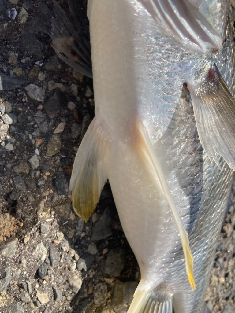 キビレのオンパレード