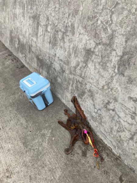 帰って来たタコ！