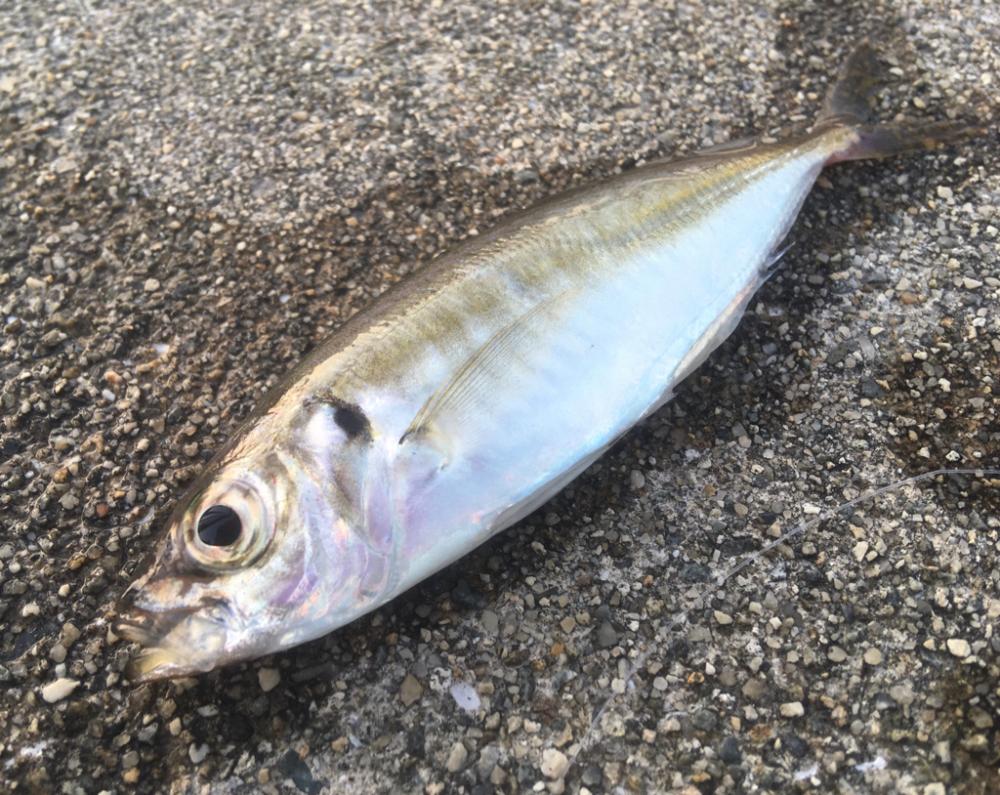 梅雨明け親子釣行