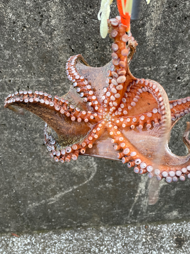 Wヘッダー 第二戦‼️