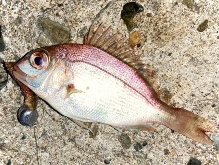 夏の夜はエサヘッドで遊ぶにゃ！