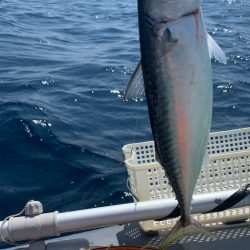 真夏のボート釣り!アマダイ狙い!
