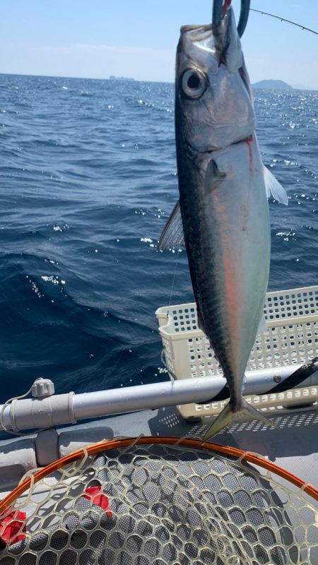 真夏のボート釣り!アマダイ狙い!