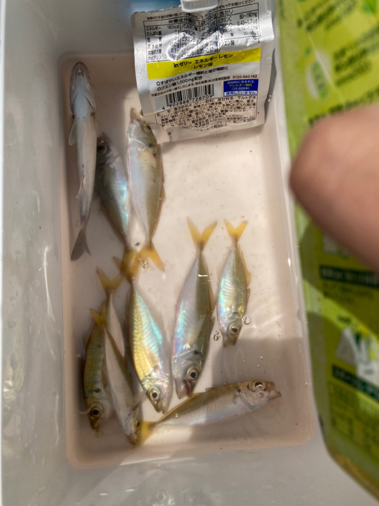 サビキでアジ釣り