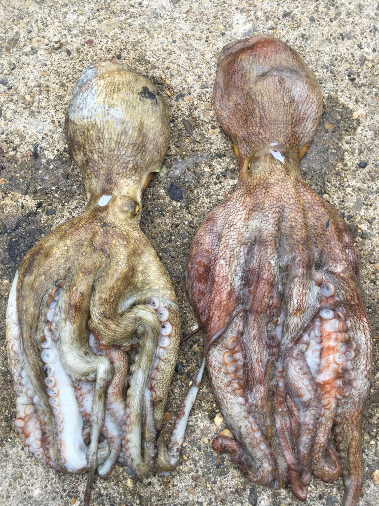 【タコフィネス】 キロアップ2+アコウ