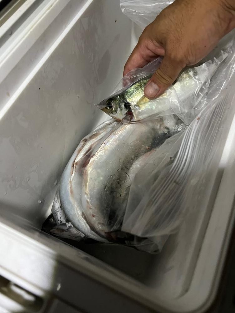 大サバ好調！！