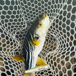 トップで釣れた?