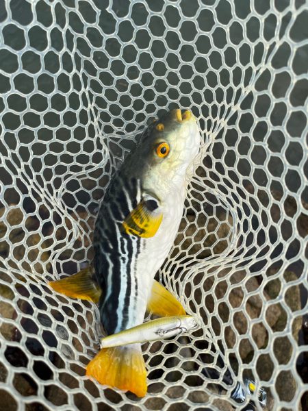 トップで釣れた？