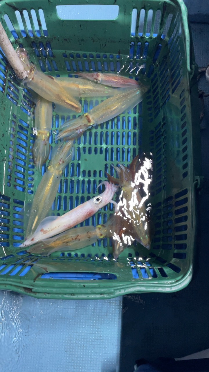 初めての船イカ釣り