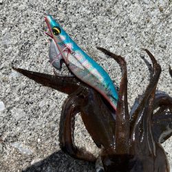 猛暑の日中エギング