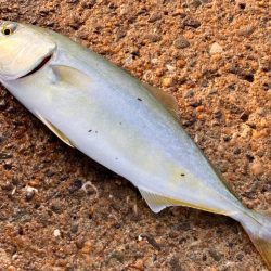 グレ釣りはかんたんウキ釣りセットでOKにゃ！