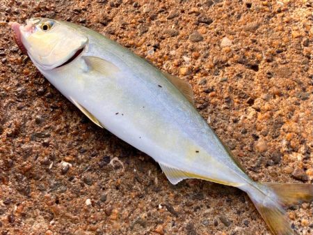 グレ釣りはかんたんウキ釣りセットでOKにゃ！