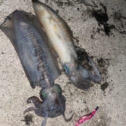 夏イカ調査ナイト実践