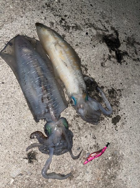 夏イカ調査ナイト実践