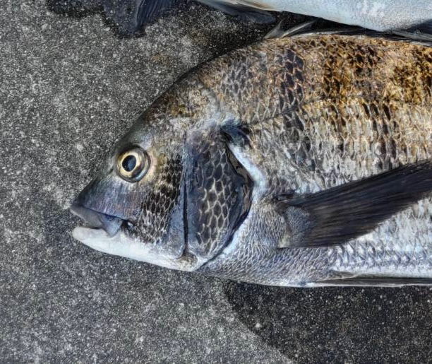 セイゴやチヌ乱舞