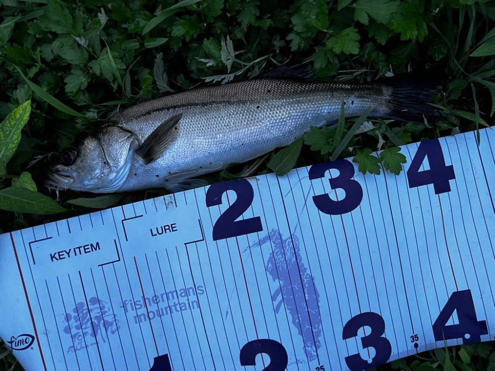 バグラチオンのインプレ(丸呑み)