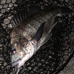 富山チニング調査