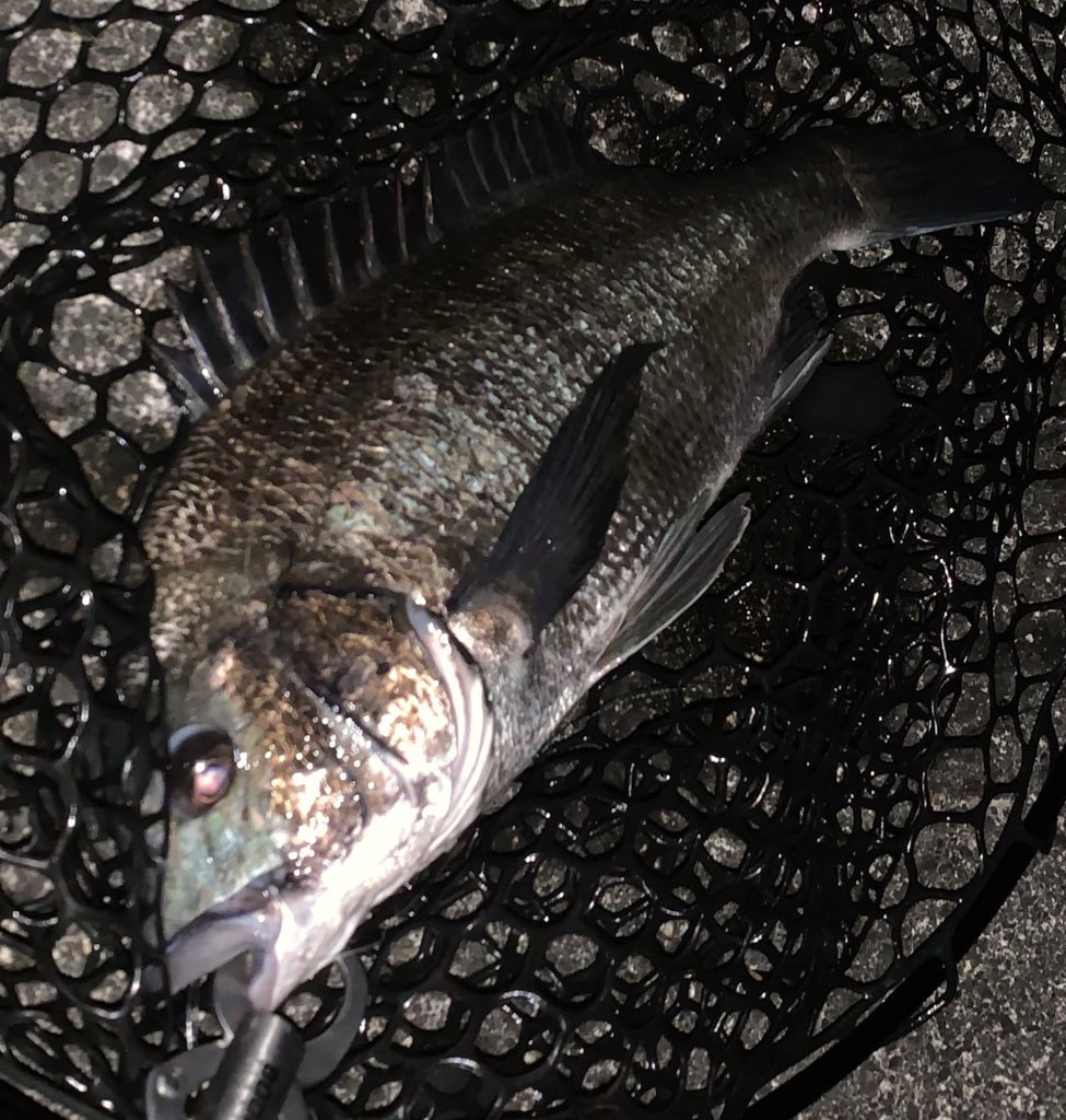 富山チニング調査