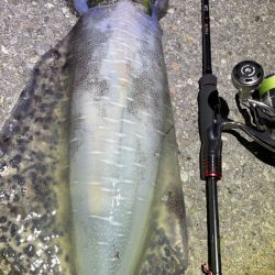 熊本県エギング釣行記