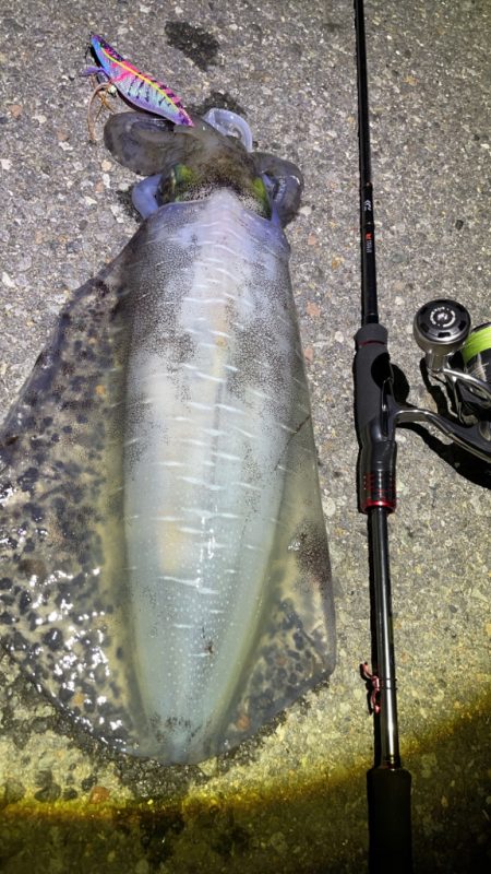 熊本県エギング釣行記