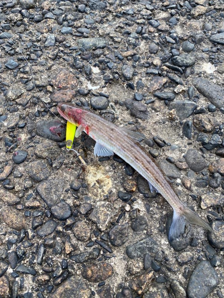 リアル魚鱗シリーズ始動