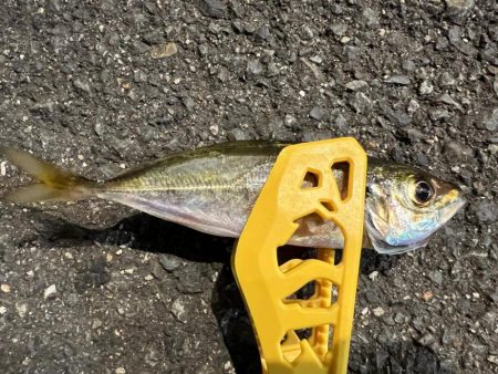 鯵を探して三千里 Vol.56