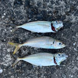 尺アジゲットならず…笑