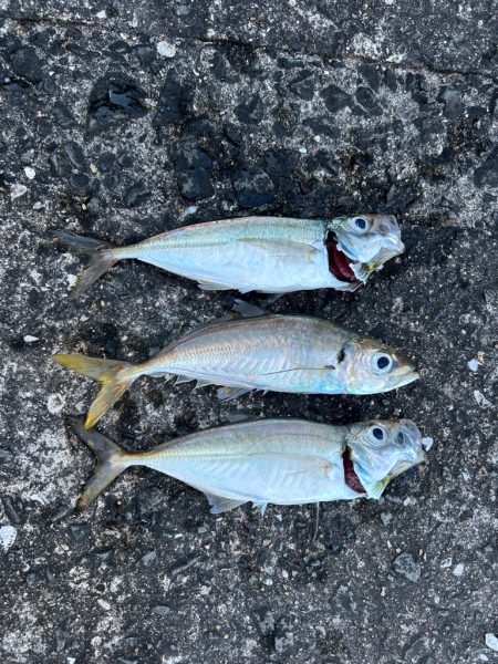 尺アジゲットならず…笑