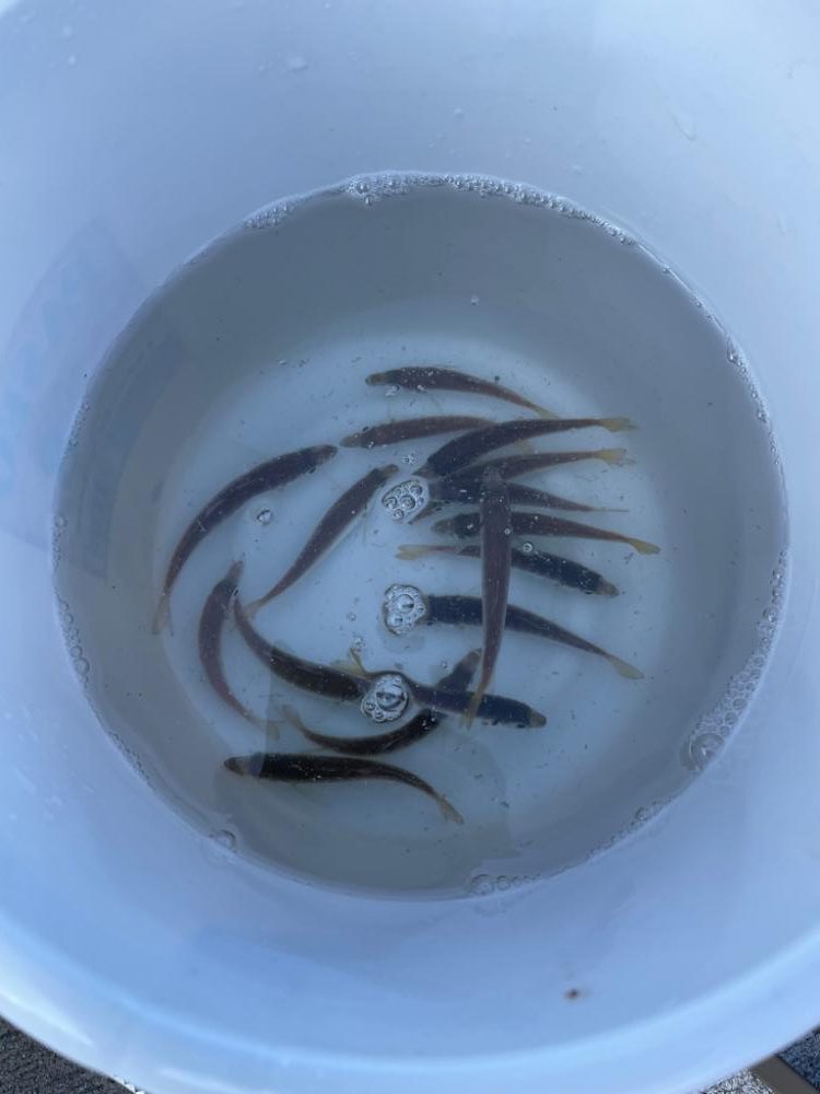 アジ釣り in 香住