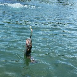 エリアトーナメント高島の泉