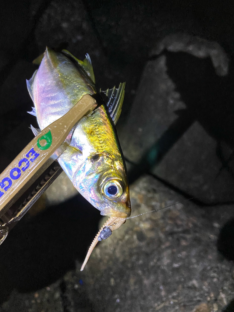 アジ安定してきました