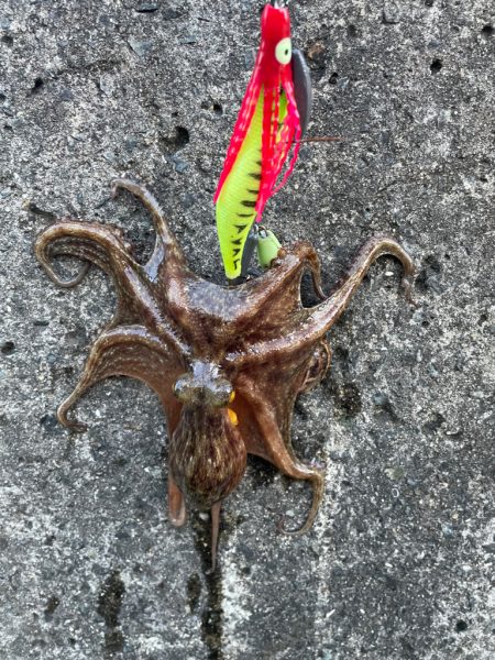 Wヘッダー 初戦❓