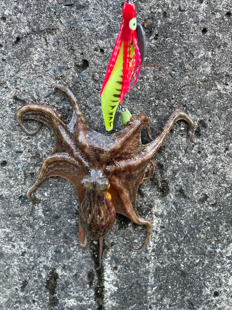 Wヘッダー 初戦❓