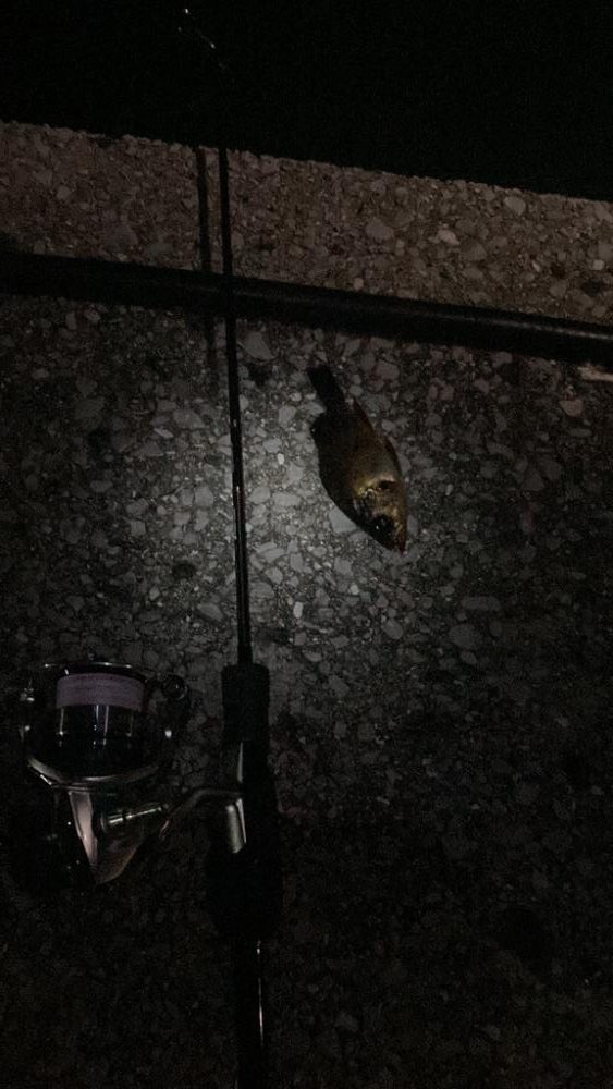 泳がせで初オオモンハタ！