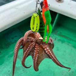 明石タコ釣り🐙