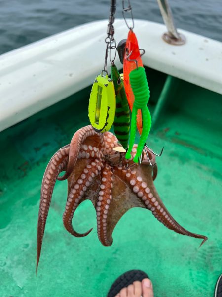 明石タコ釣り🐙