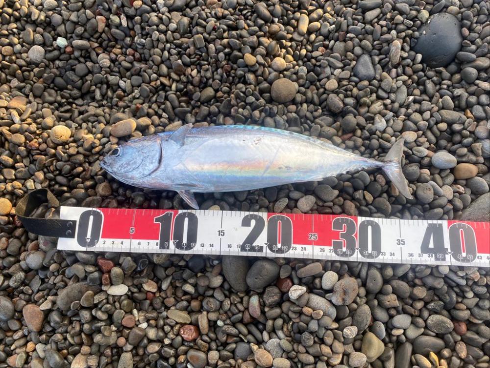 ソウダカツオとツバス