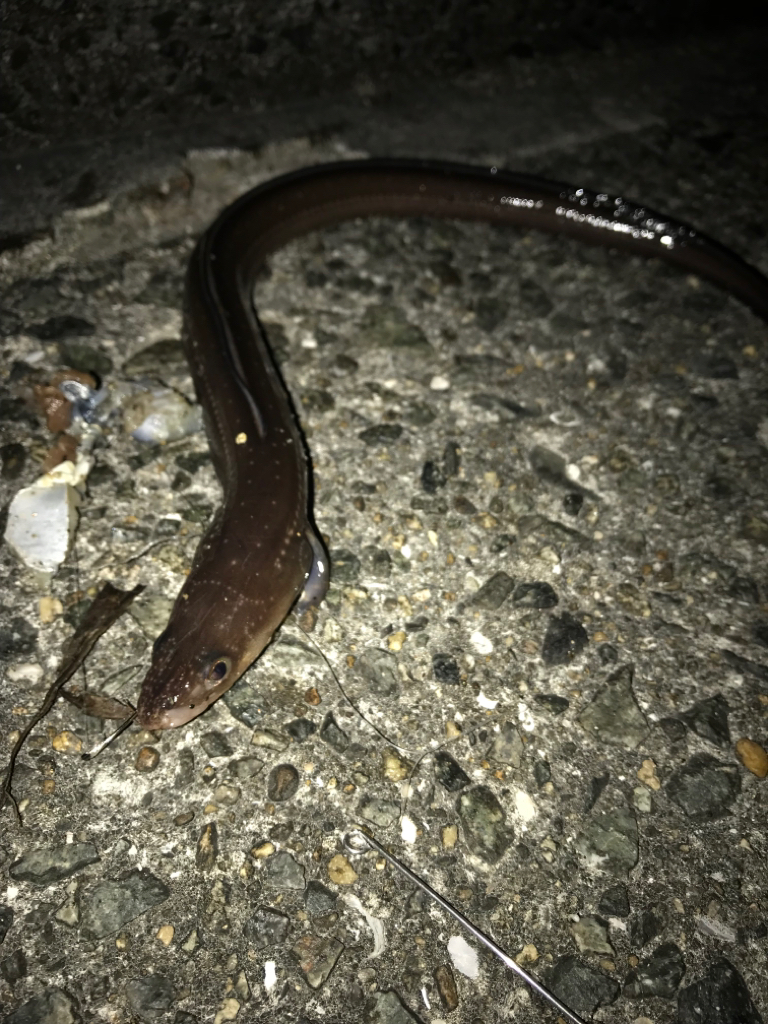 鯖でちょい投げ