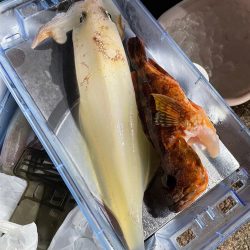 ロックフィッシュ便からのイカメタル