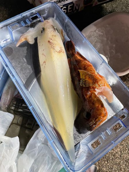 ロックフィッシュ便からのイカメタル