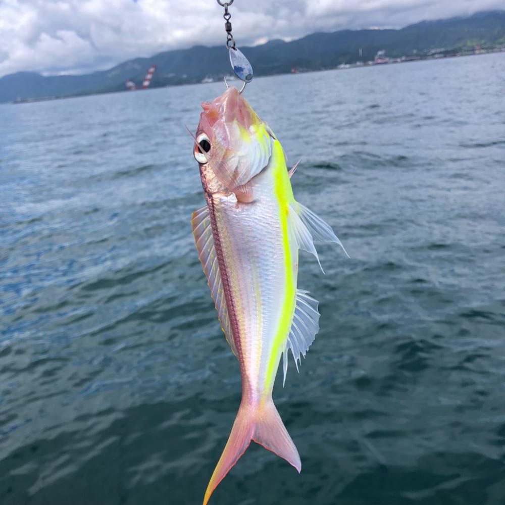 暑いけど熱くない釣行でした