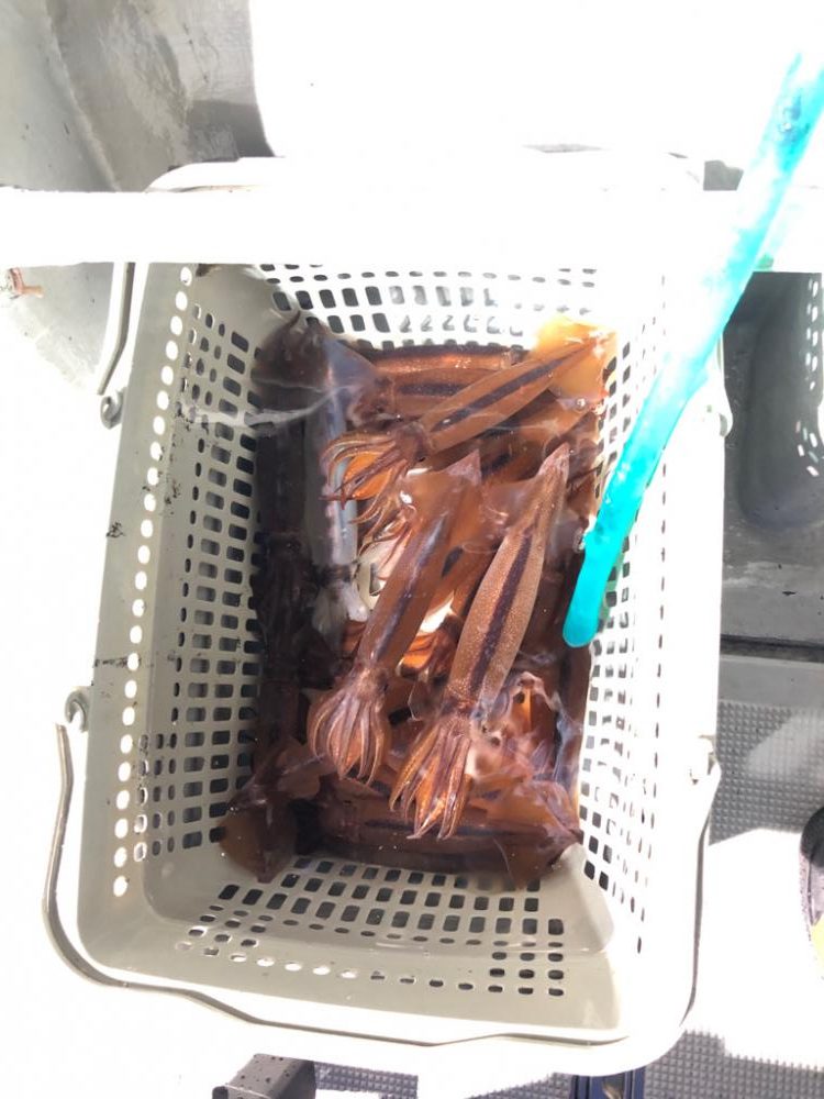 越喜来湾 イカメタル