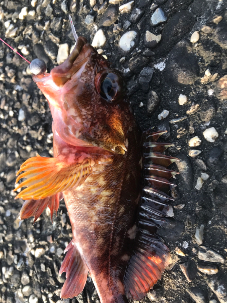 チョチョイのちょい