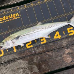 はとう渡船はサイコー