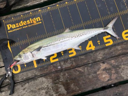 はとう渡船はサイコー